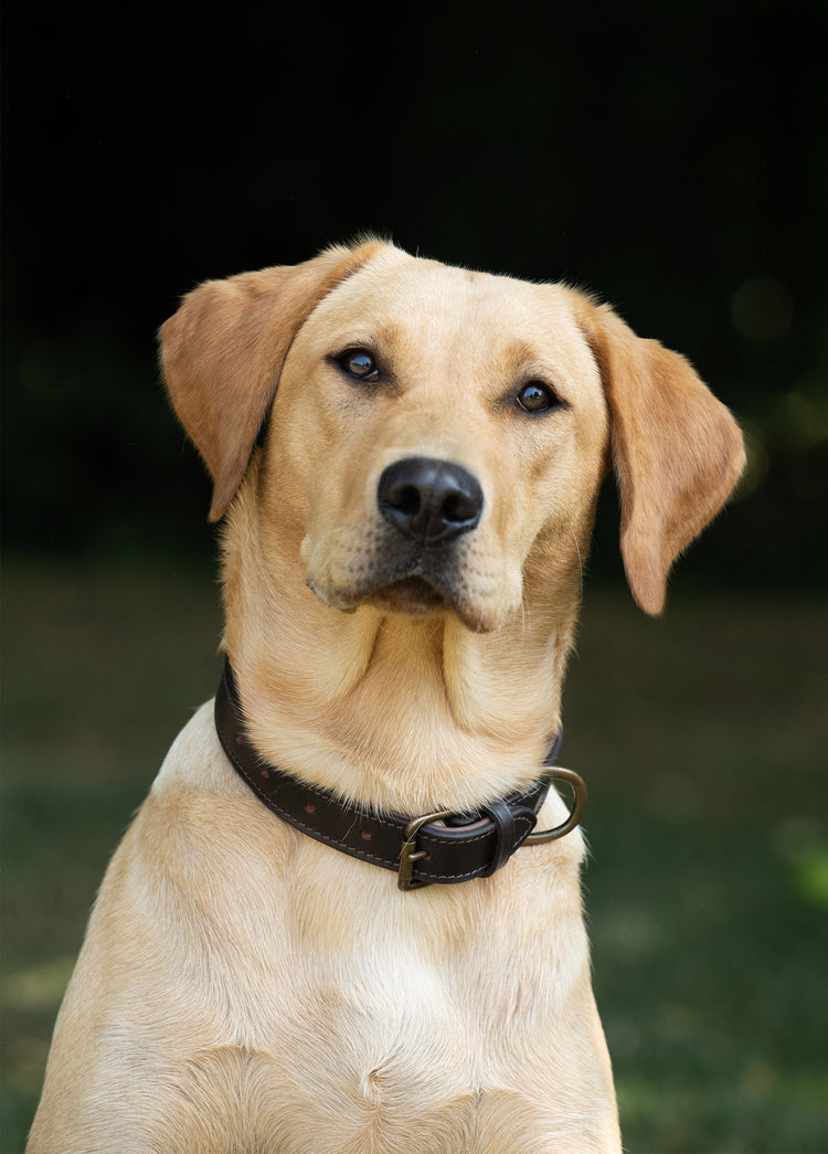 Axel Padded Leather dog collar - Mahogany